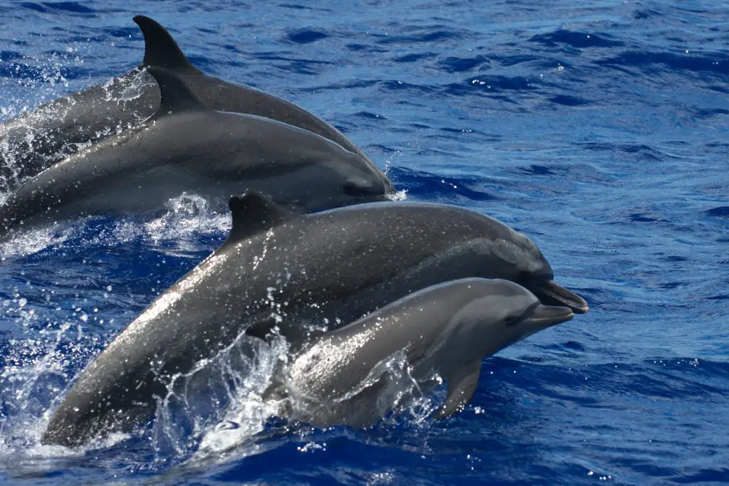 Fun & Playful Dolphin Facts | Savvy Leo